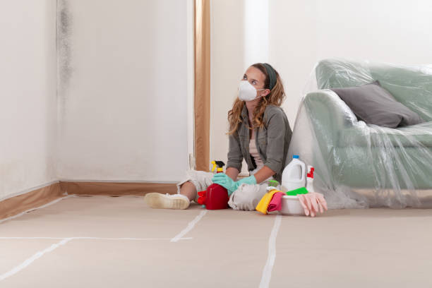 Reliable Mold Cleanup contractor in Olney, IL by Cheap Mold Removal