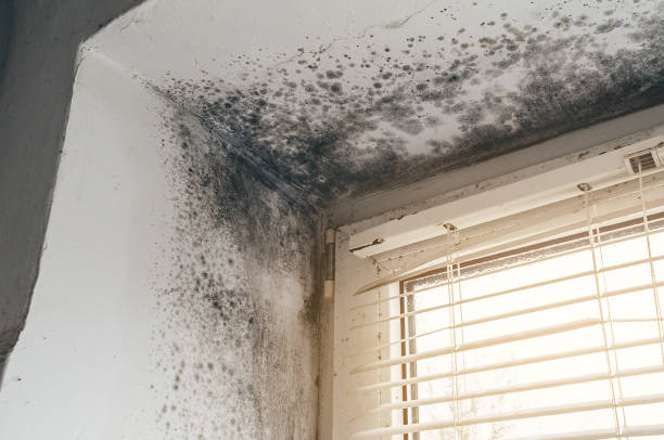 Affordable Mold Cleanup solutions in Olney, IL