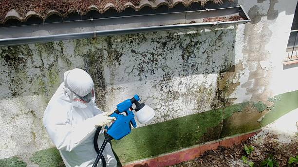 Trusted Crawl Space Mold Removal service in Olney, IL - Cheap Mold Removal